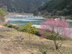 梅と沈下橋
