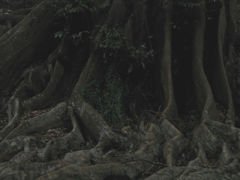襞