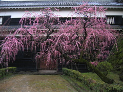 しだれ梅　其ノ壱