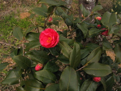 椿