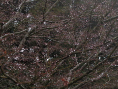 水滴の花