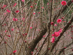 紅梅