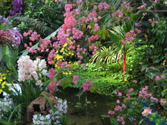 熱帯の花々