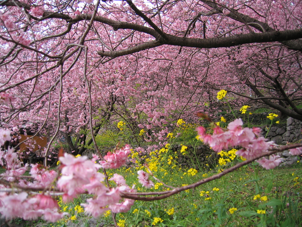 雪割り桜と菜の花