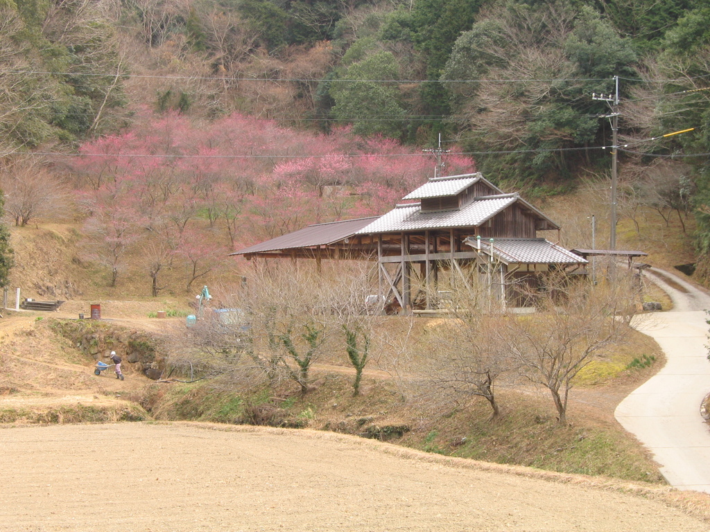 梅林のある里山　道路整備中！