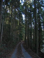 杉木立の道