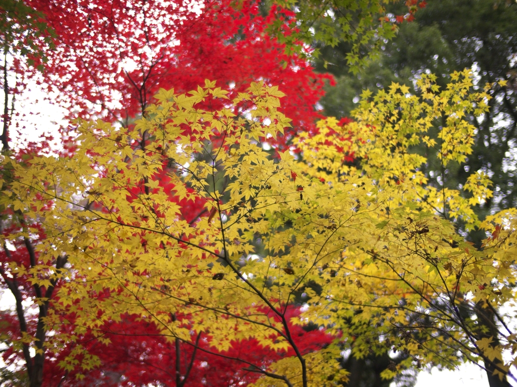 平林寺紅葉19