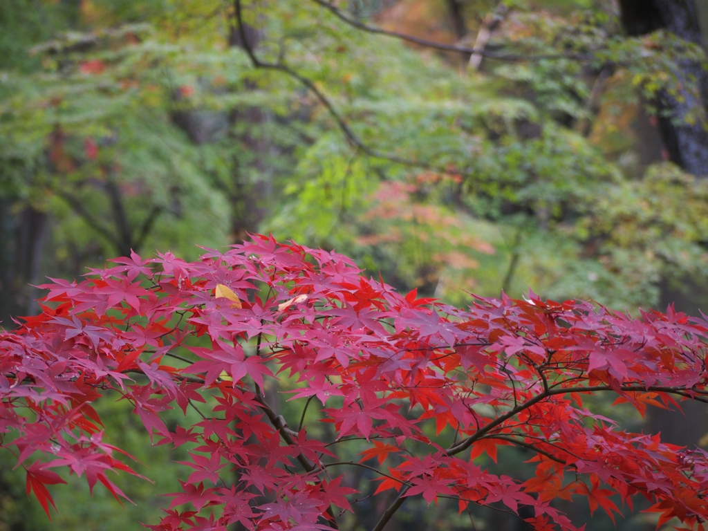 平林寺紅葉11