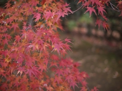 平林寺紅葉6