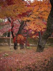 平林寺紅葉16