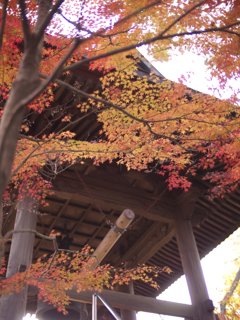 平林寺紅葉15