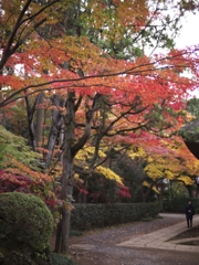 平林寺紅葉8