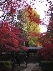 平林寺紅葉7