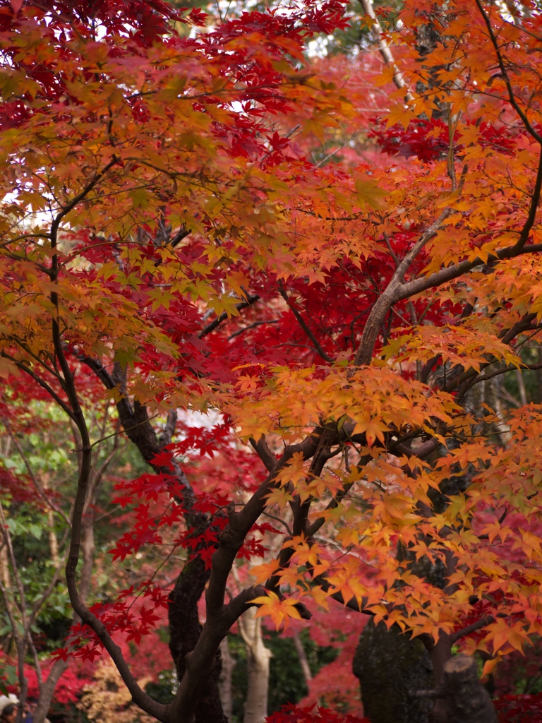 平林寺紅葉14