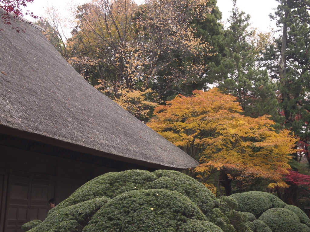 .平林寺紅葉1