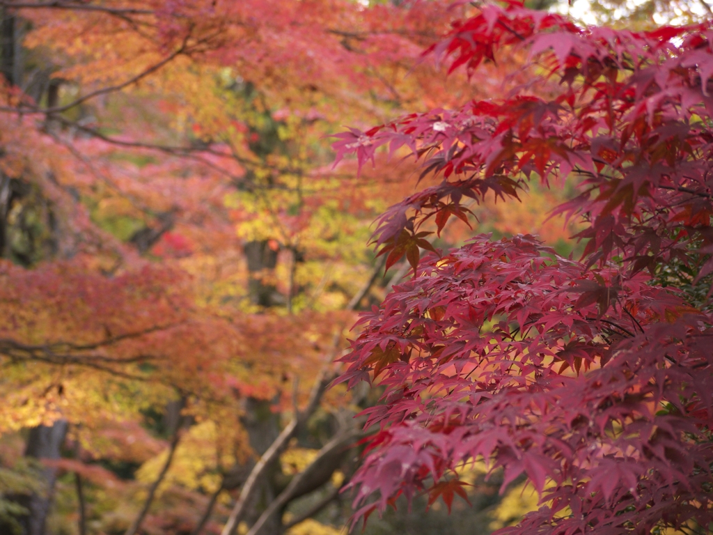 平林寺紅葉9