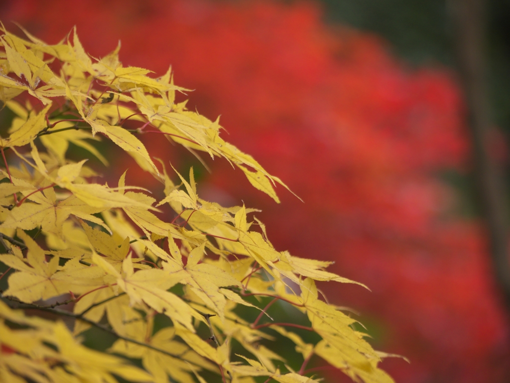 平林寺紅葉5