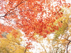 秋に輝る紅葉