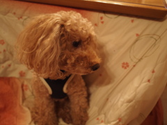 愛犬