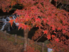紅葉と川