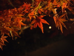 寂しげな紅葉