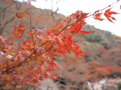 秋の景観