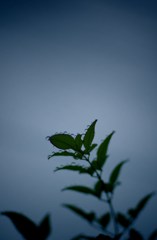 雨上がり