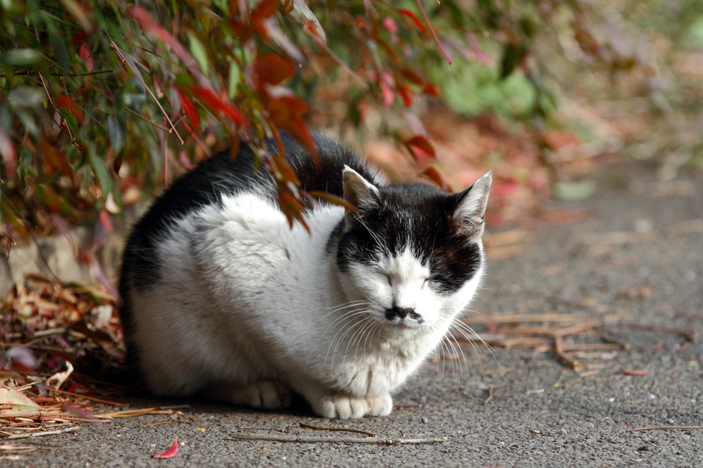 川崎新町付近のねこさん③