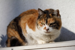 川崎新町付近のねこさん②