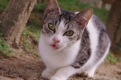 にゃんこ