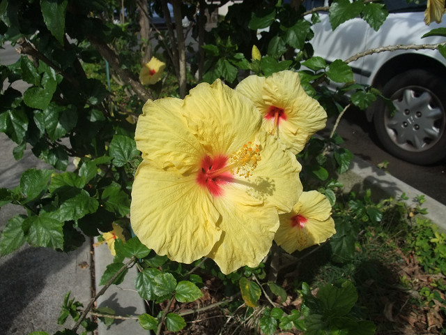 道端の花