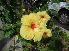 道端の花