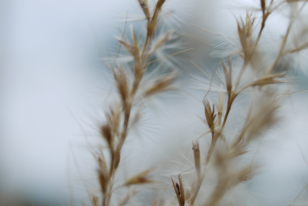 ハルヘノカケハシ