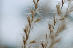 ハルヘノカケハシ