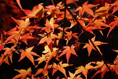紅葉