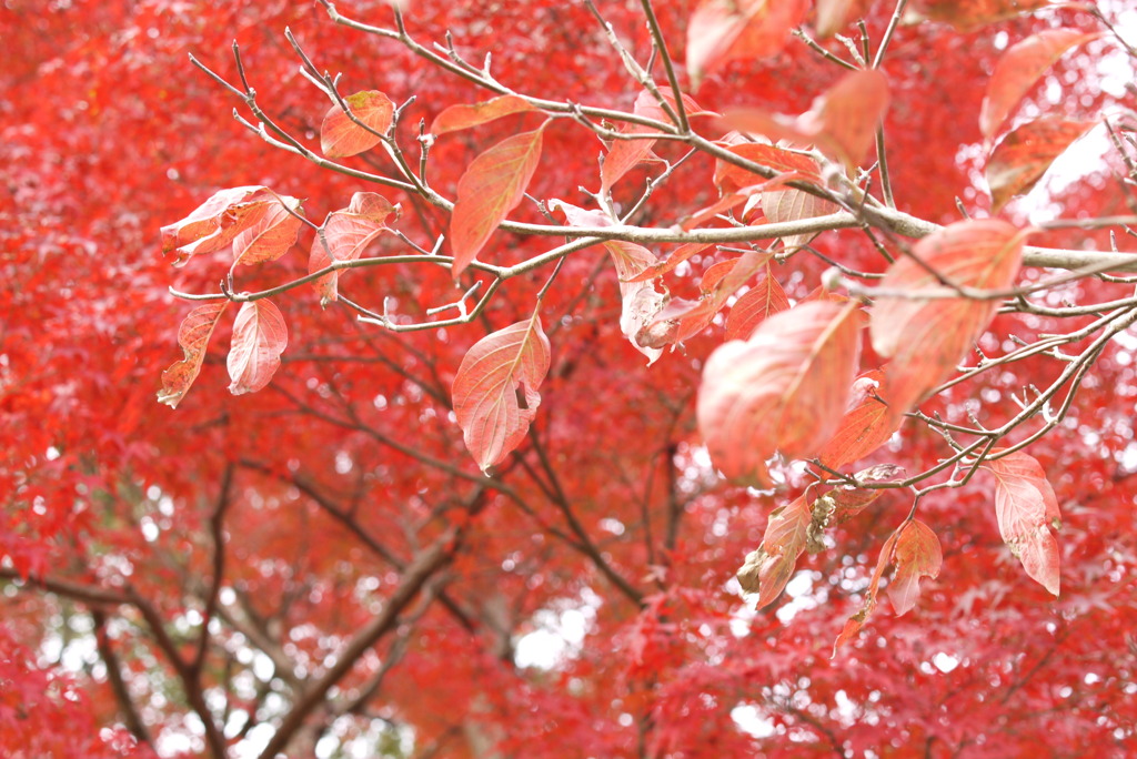 もみじを背景に。。