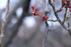 春へ向かう