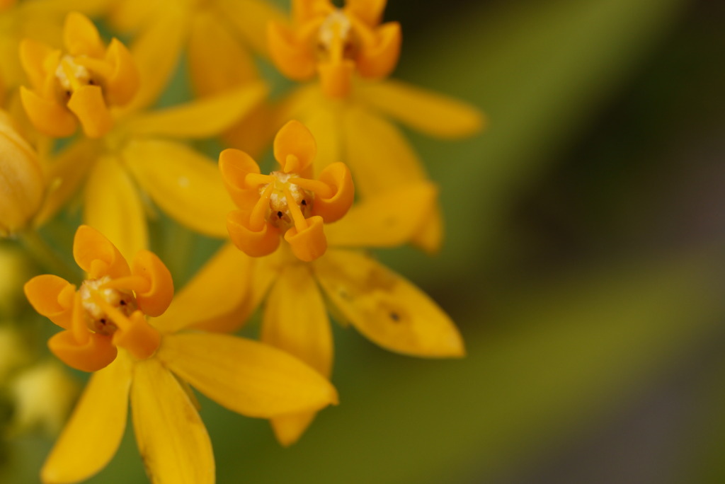 秋から冬へ～イングリッシュガーデン～