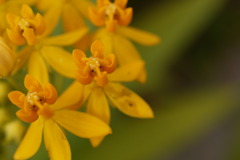 秋から冬へ～イングリッシュガーデン～