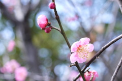 慈