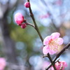 慈
