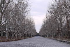 Promenade of winter