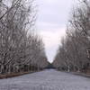 Promenade of winter