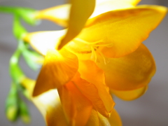 Yellow! 1