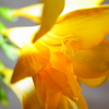 Yellow! 1