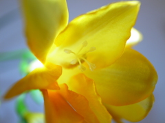 Yellow! 2