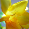 Yellow! 2