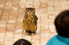 ミミズク先生