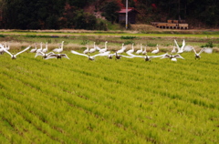 農村の冬