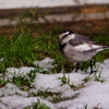 残雪を踏みしめる